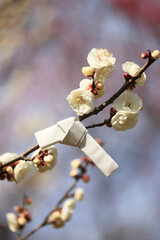 白梅とおみくじ