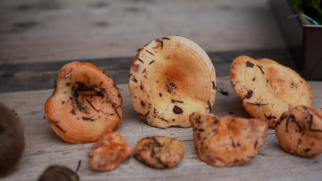 Saffron milk cap Lactarius deliciosus orange mushroom