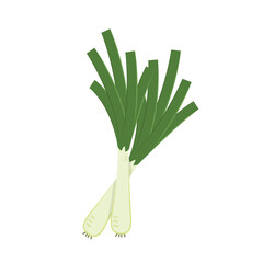 Spring onions vector. Spring onions on white background.