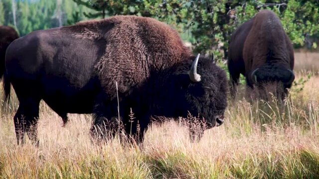 Buffalo (Bisons) attention is aroused whilst grazing with the her on a riverbank in Yellowstone National Park