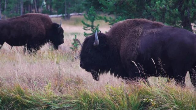 Buffalo (Bison) grazing on a riverbank in Yellowstone National Park