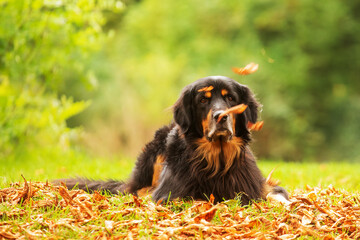 black and gold Hovie, dog hovawart and falling leaves obscure the view