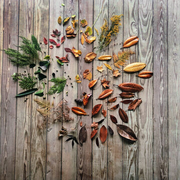 Fall Leaves with Autumn Colors grouped together like a Mandala on a wooden background