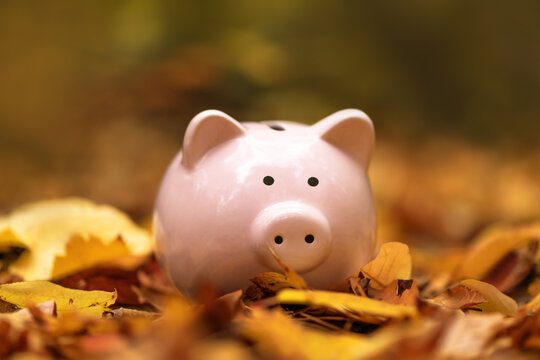 Pink piggy Bank in autumn leaves on the ground. Autumn background