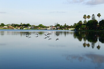 Obraz premium Birds iin the Lake
