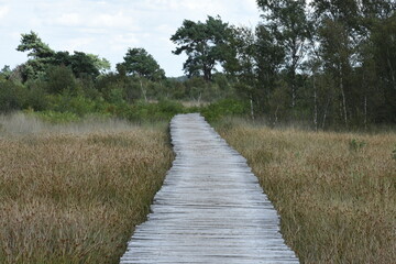 Fototapeta na wymiar boardwalk through grass landscape in nature area De Groote Peel
