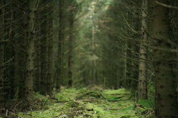 Obraz premium Wald und Forst als Wirtschaftsbetrieb und Naturraum mit ökologischen Elementen