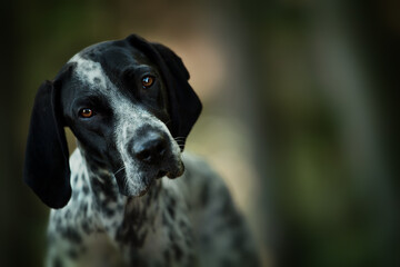 Hunting dog in the forest