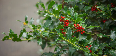 Red berries from a holly tree. Holly tree under rain.