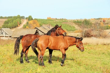 Grazing horses of the Vyatka breed in an autumn pasture