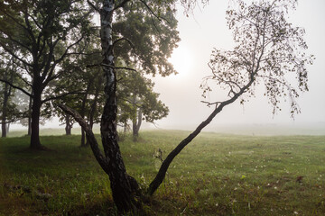 Fototapeta na wymiar Jesienny krajobraz Doliny Narwi spowity mgłą, Podlasie, Polska