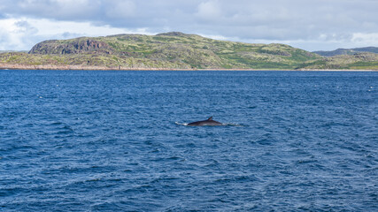 Whale in the Barents sea Bay, Russian North, Russia, August 2020