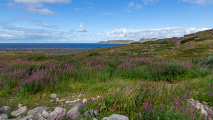 Ivan tea flower field on the Barents sea coast, Russia, August 2020