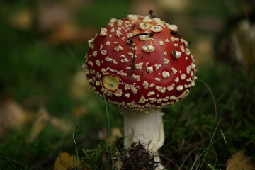 Fliegenpilz im Wald zur Herbstzeit, Amanita muscaria
