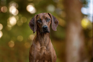 Rhodesian ridgeback dog in the forest