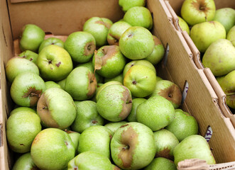 boxes of green apples