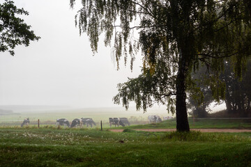Jesienny krajobraz Doliny Narwi spowity mgłą, Podlasie, Polska © podlaski49