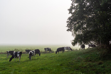 Jesienny krajobraz Doliny Narwi spowity mgłą, Podlasie, Polska © podlaski49