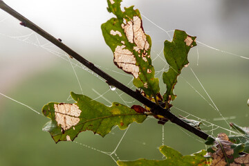 Jesienny krajobraz Doliny Narwi spowity mgłą, Podlasie, Polska © podlaski49
