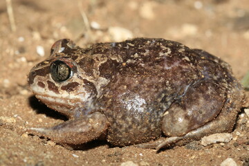 pelobates brun pelobates fuscus