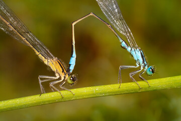Mating dragonflies on a plant stem,  macro. The blue-tailed damselfly or common bluetail  ( Ischnura elegans).