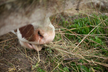 A cow on a farm in the village. A cloven-hoofed animal in a pen for animals. Horned beast. 
