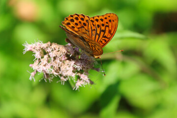 Argynnis paphia butterfly resting on vegetation and wildflowers