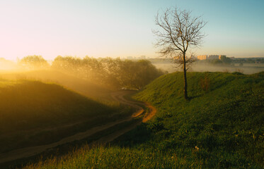 morning in the field