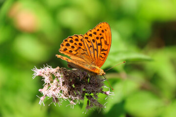 Argynnis paphia butterfly resting on vegetation and wildflowers
