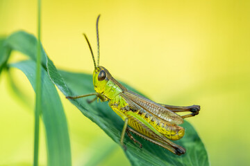 Meadow grasshopper (Pseudochorthippus parallelus) sitting on a green leaf. Detailed portrait of a beautiful grasshopper insect with soft yellow background. Wildlife scene from nature. Czech Republic