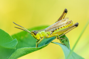 Meadow grasshopper (Pseudochorthippus parallelus) sitting on a green leaf. Detailed portrait of a beautiful grasshopper insect with soft yellow background. Wildlife scene from nature. Czech Republic