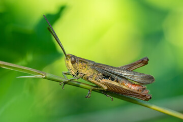 Meadow grasshopper (Pseudochorthippus parallelus) sitting on a green leaf. Detailed portrait of a beautiful grasshopper insect with soft yellow background. Wildlife scene from nature. Czech Republic