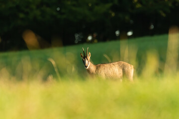 Chamois (Rupicapra rupicapra) standing on a meadow at sunrise. Beautiful brown mammal in the grass in its environment. Wildlife scene from nature. Czech Republic