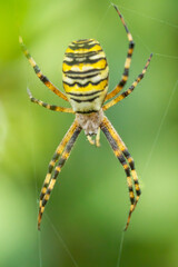 Wasp spider (Argiope bruennichi) hunting in its net. Detailed portrait of a big yellow striped spider in its environment.Colorful insect with soft background Wildlife scene from nature. Czech Republic