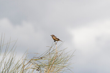 oiseau tarier patre espagne
