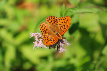 Argynnis paphia butterfly resting on vegetation and wildflowers