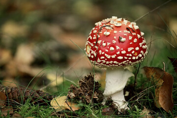Fliegenpilz im Wald zur Herbstzeit, Amanita muscaria