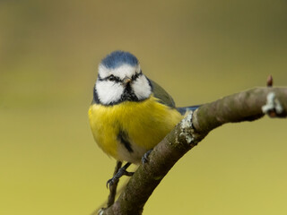 Blue tit (Cyanistes caeruleus) sitting on a branch with soft yellow background. Detailed portrait of a small blue and yellow songbird close up. Wildlife scene from nature. Czech Republic