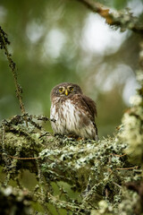 Eurasian pygmy owl (Glaucidium passerinum) sitting on a mossy stick in the forest and staring. Cute brown owl in its environment with soft green background. Widlife scene from nature. Czech Republic