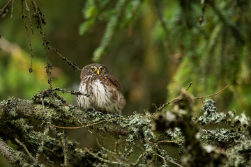 Eurasian pygmy owl (Glaucidium passerinum) sitting on a mossy stick in the forest and staring. Cute brown owl in its environment with soft green background. Widlife scene from nature. Czech Republic