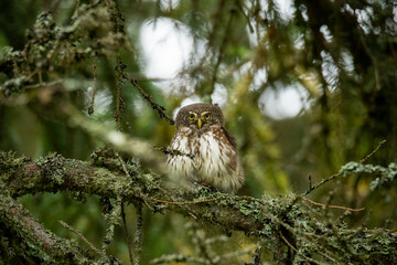 Eurasian pygmy owl (Glaucidium passerinum) sitting on a mossy stick in the forest and staring. Cute brown owl in its environment with soft green background. Widlife scene from nature. Czech Republic