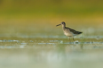 Wood sandpiper (Tringa glareola) standing and feeding in the water in a beautiful lake. Brown wader...