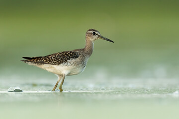 Wood sandpiper (Tringa glareola) standing and feeding in the water in a beautiful lake. Brown wader in its environment with soft background. Wildlife scene from nature. Czech Republic