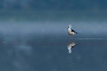 Black-winged stilt (Himantopus himantopus) standing and feeding in the water in a beautiful lake. Brown wader in its environment on a misty morning. Wildlife scene from nature. Czech Republic