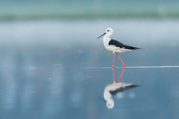 Black-winged stilt (Himantopus himantopus) standing and feeding in the water in a beautiful lake. Brown wader in its environment on a misty morning. Wildlife scene from nature. Czech Republic
