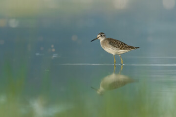 Wood sandpiper (Tringa glareola) standing and feeding in the water in a beautiful lake. Brown wader in its environment with soft background. Wildlife scene from nature. Czech Republic