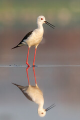 Black-winged stilt (Himantopus himantopus) standing and feeding in the water in a beautiful lake. Brown wader in its environment with soft background. Wildlife scene from nature. Czech Republic