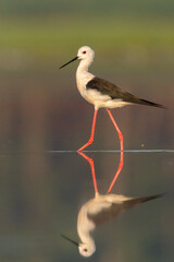 Black-winged stilt (Himantopus himantopus) standing and feeding in the water in a beautiful lake. Brown wader in its environment with soft background. Wildlife scene from nature. Czech Republic