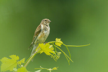 Common linnet (Linaria cannabina) sitting on a green plant. Detailed portrait of a small brown songbird with soft green background. Wildlife scene from nature. Czech Republic