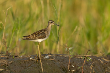 Wood sandpiper (Tringa glareola) sitting in the mud in the grass. Detailed portrait of a beautiful...